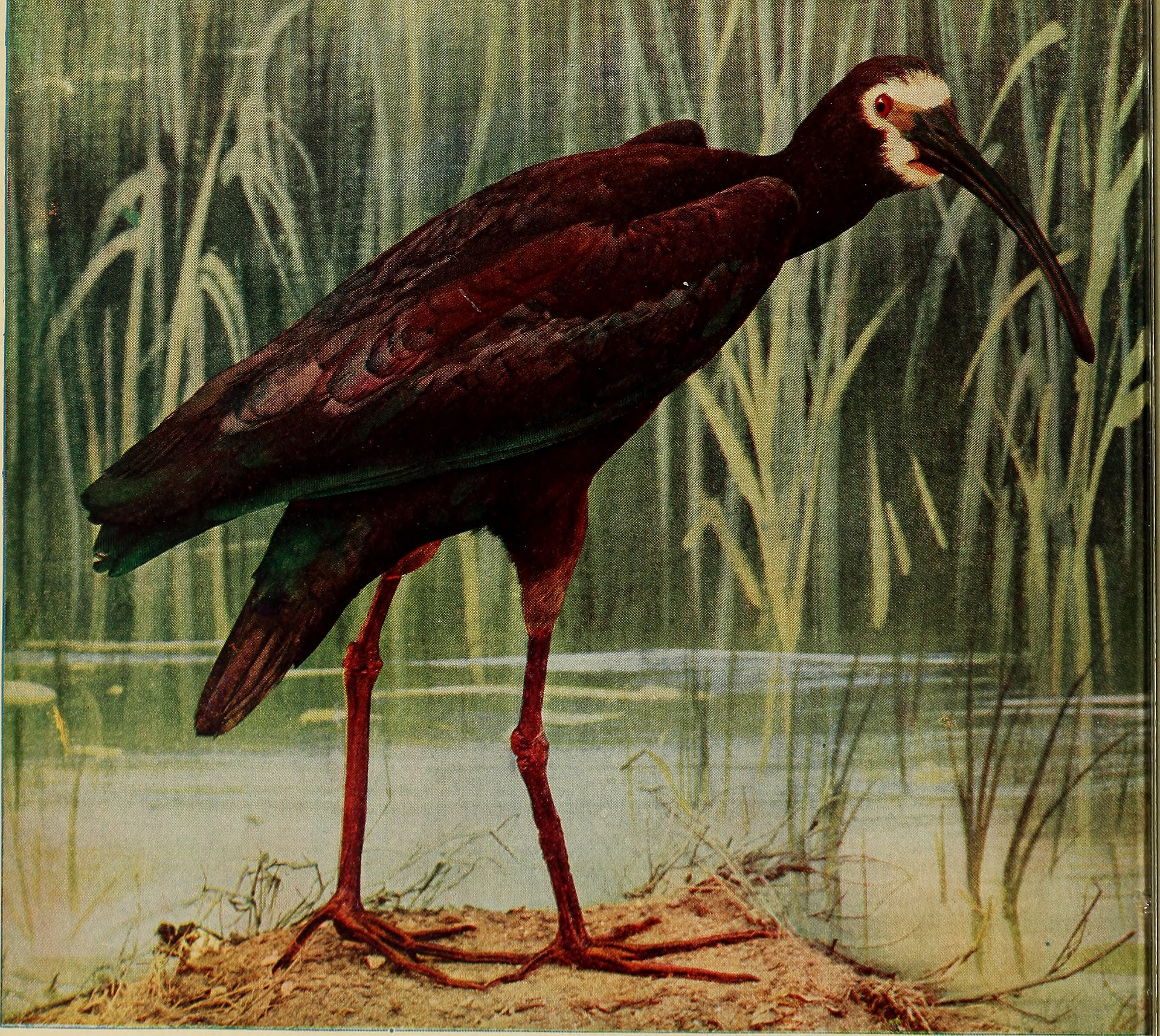 Texas AAM Plan Medical Cargo Air Taxi