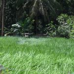 Agricultural drone spraying over a cultivated field