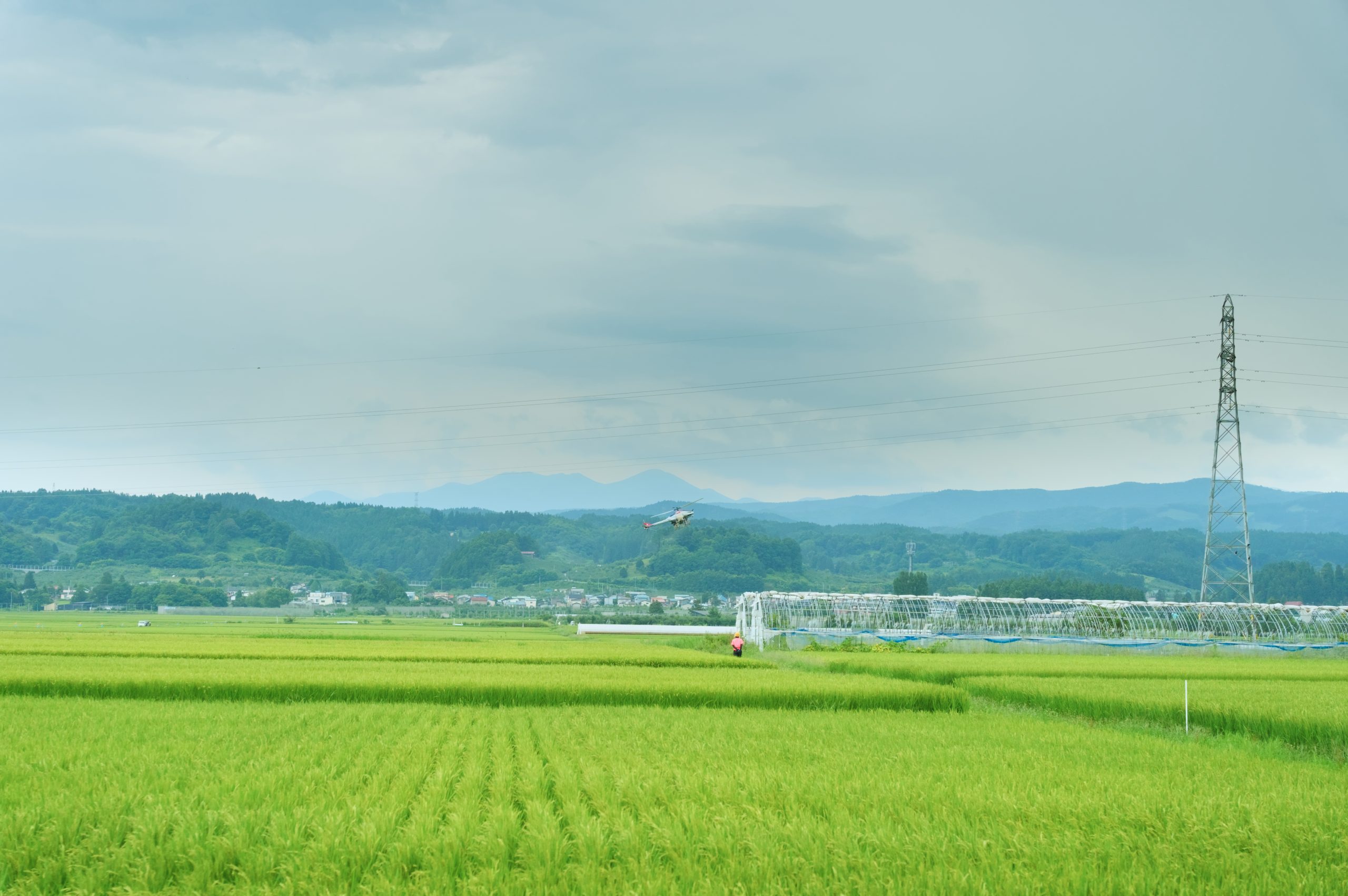Agricultural drone operating above a rice field
